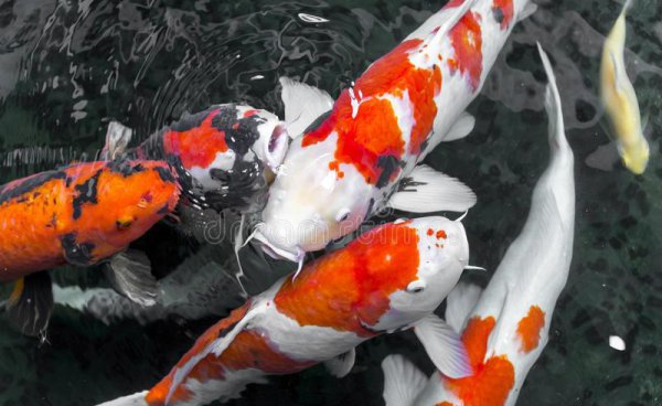 锦鲤养殖的方法与技巧有哪些