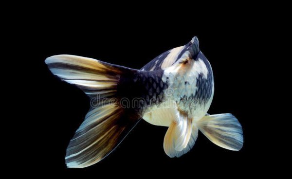 锦鲤养殖的方法与技巧有哪些