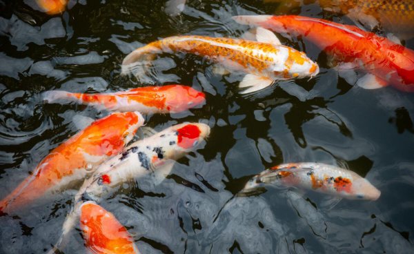 锦鲤养殖的方法与技巧有哪些