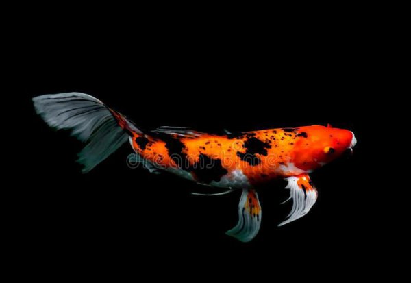 锦鲤养殖的方法与技巧有哪些