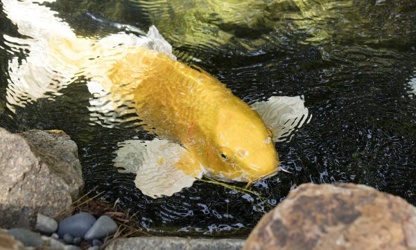 锦鲤养殖的方法与技巧有哪些