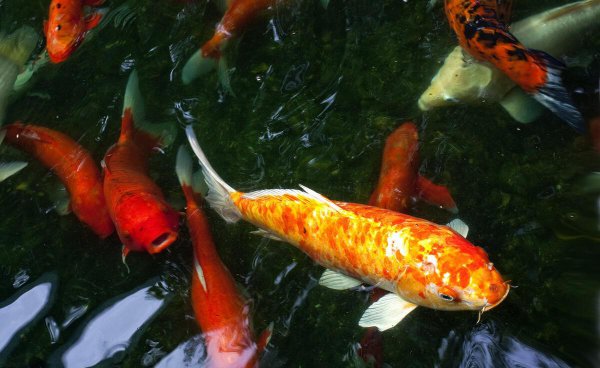 锦鲤养殖的方法与技巧有哪些