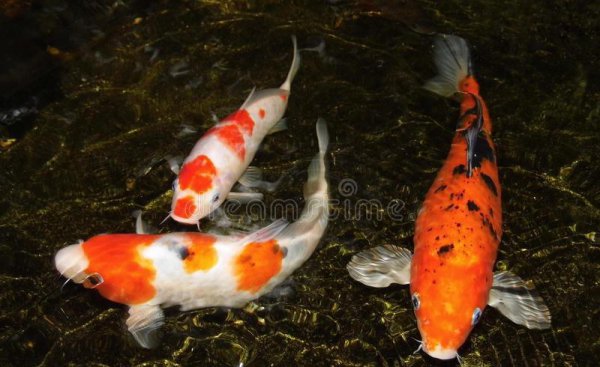 锦鲤养殖的方法与技巧有哪些