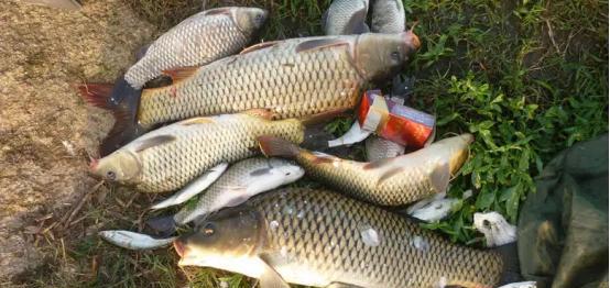 下雨天钓鱼好不好钓