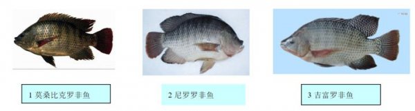 为什么很少人吃罗非鱼