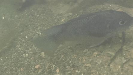 为什么很少人吃罗非鱼