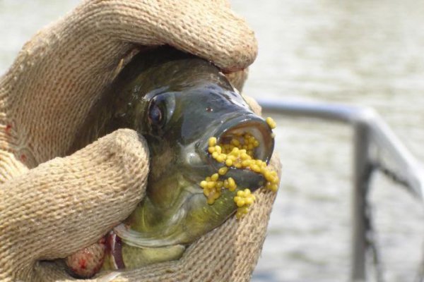 为什么很少人吃罗非鱼