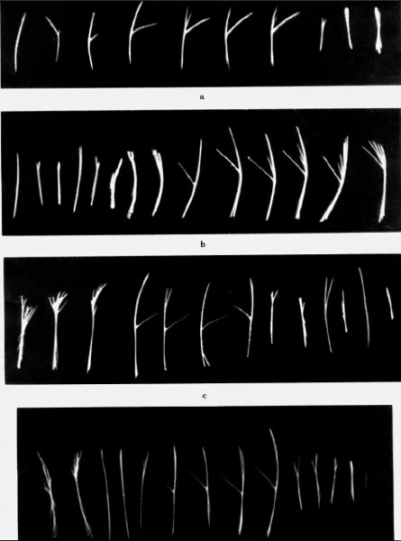 为什么很少人吃罗非鱼