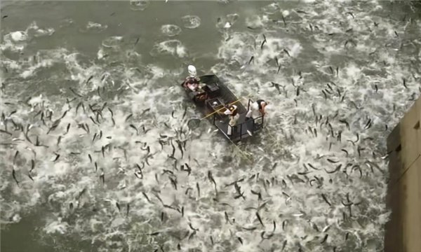 为什么很少人吃罗非鱼