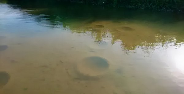 为什么很少人吃罗非鱼