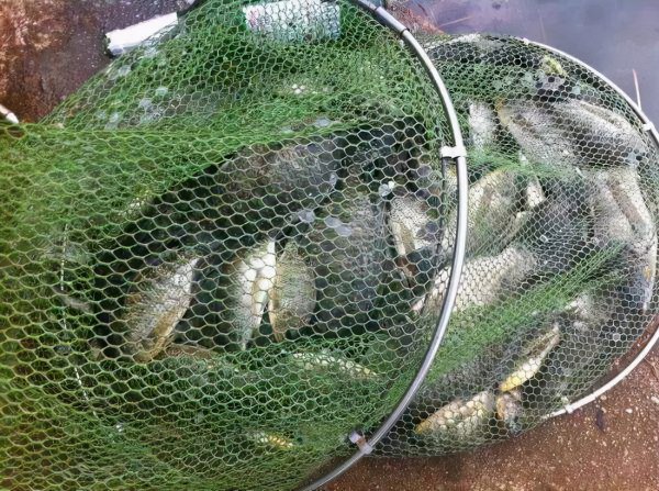 为什么很少人吃罗非鱼