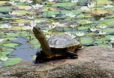 乌龟要经常晒太阳吗 乌龟在太阳下暴晒中暑怎么治疗