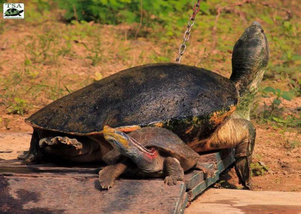 乌龟要经常晒太阳吗