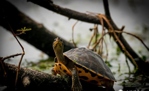 乌龟要经常晒太阳吗