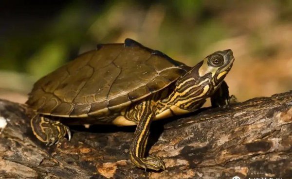 乌龟要经常晒太阳吗