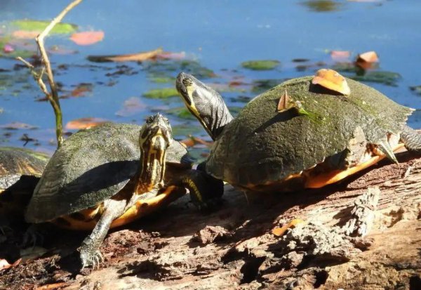 乌龟要经常晒太阳吗