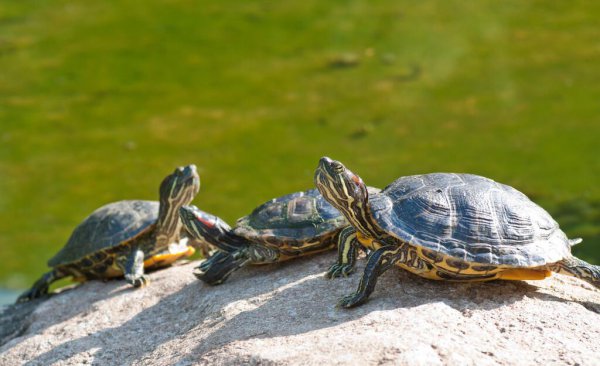 乌龟在水里怎么呼吸