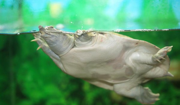 乌龟在水里怎么呼吸