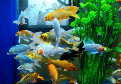 水霉菌的鱼缸怎么处理 水霉病正确的治疗方法和技巧