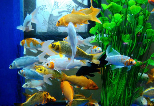 水霉菌的鱼缸怎么处理