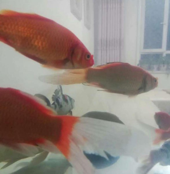 水霉菌的鱼缸怎么处理