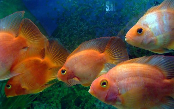 水霉菌的鱼缸怎么处理