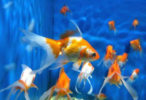 水霉菌的鱼缸怎么处理