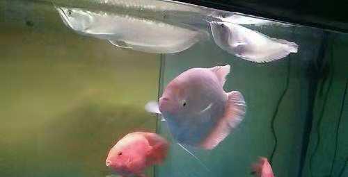 水霉菌的鱼缸怎么处理