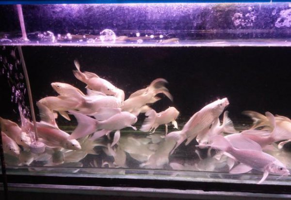 水霉菌的鱼缸怎么处理