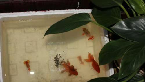 水霉菌的鱼缸怎么处理