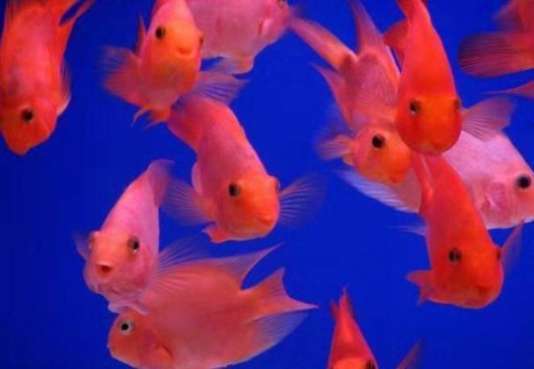 水霉菌的鱼缸怎么处理