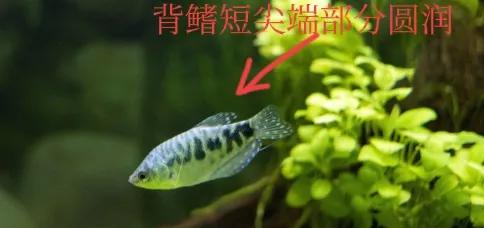 曼龙鱼怎么繁殖