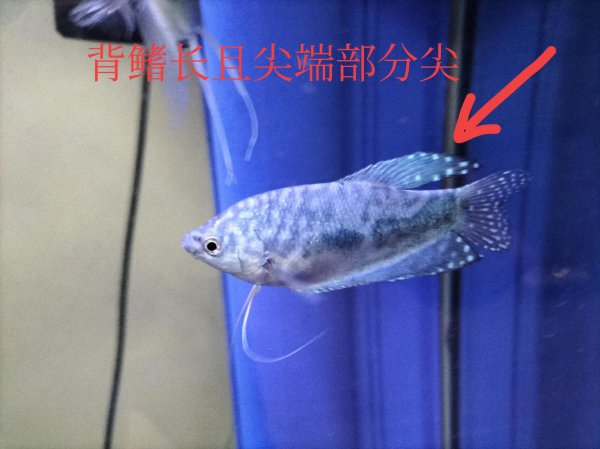 曼龙鱼怎么繁殖