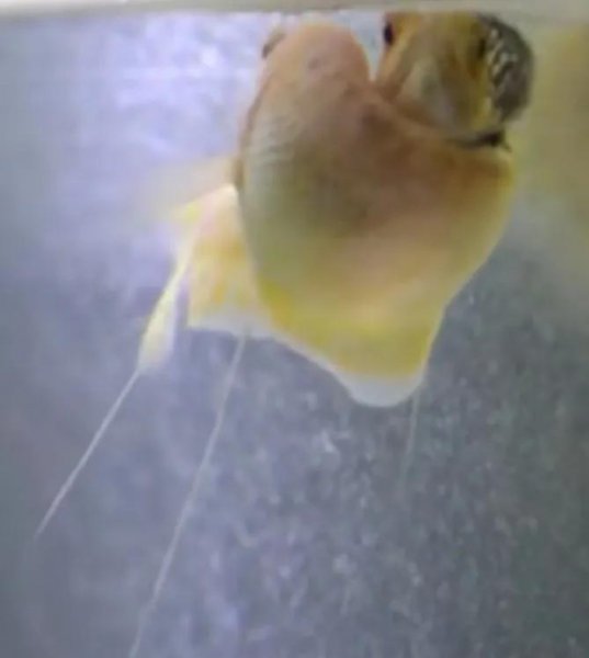 曼龙鱼怎么繁殖