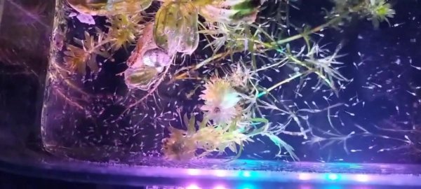 曼龙鱼怎么繁殖