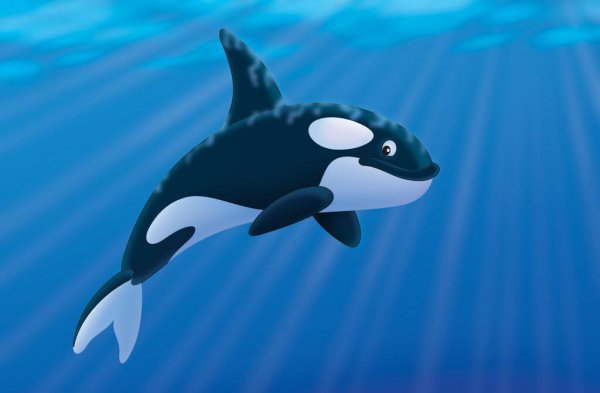 虎鲸的智商等于几岁