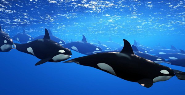 虎鲸的智商等于几岁