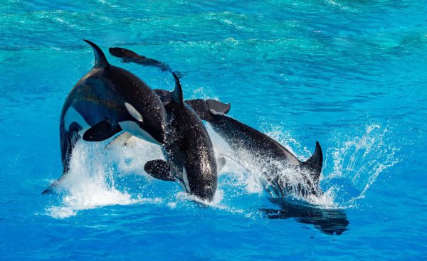 虎鲸的智商等于几岁