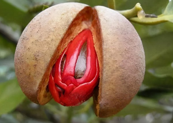 古代豆蔻年华是几岁