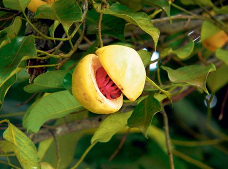 古代豆蔻年华是几岁