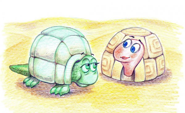 幼龟可以喂什么东西