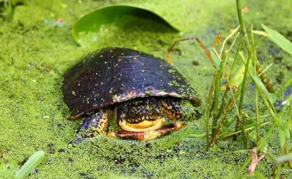 幼龟可以喂什么东西