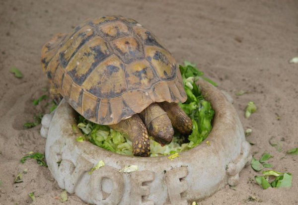 幼龟可以喂什么东西