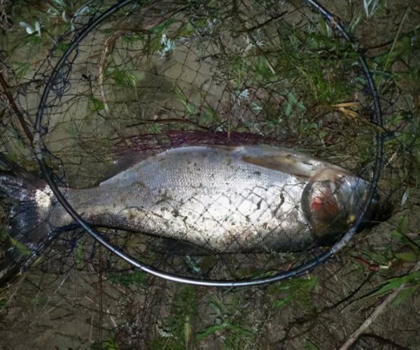 夜钓鲢鳙和白天的区别