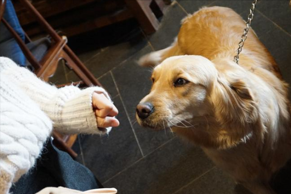 为什么不建议养金毛