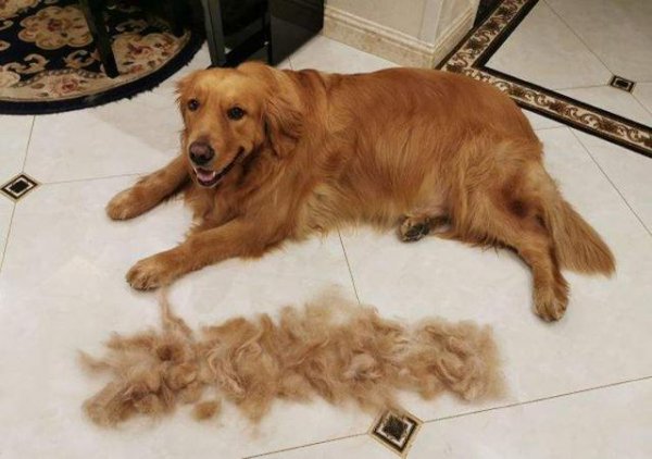 为什么不建议养金毛