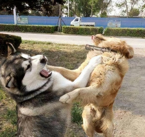 为什么不建议养金毛