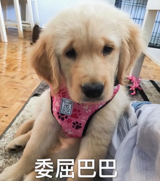 为什么不建议养金毛