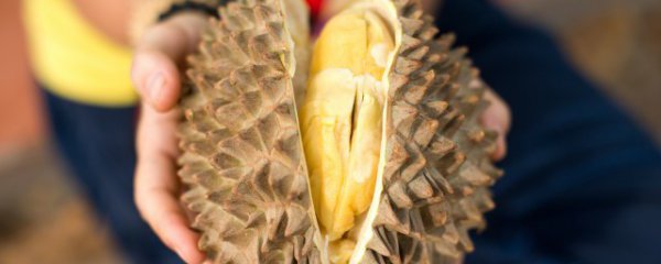 没熟的榴莲打开了能吃吗