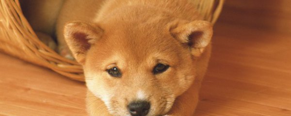 狗能吃生的三文鱼吗